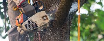 How Our Tree Care Process Works  in  Dumfries, VA