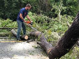 Best Tree Risk Assessment  in Dumfries, VA