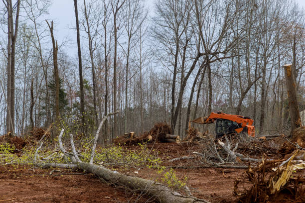 Best Storm Damage Tree Cleanup  in Dumfries, VA