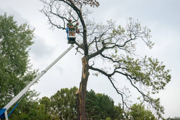 Best Commercial Tree Services  in Dumfries, VA