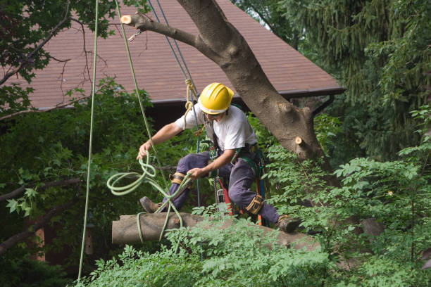 Best Seasonal Cleanup (Spring/Fall)  in Dumfries, VA