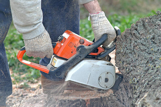 Best Tree Mulching  in Dumfries, VA