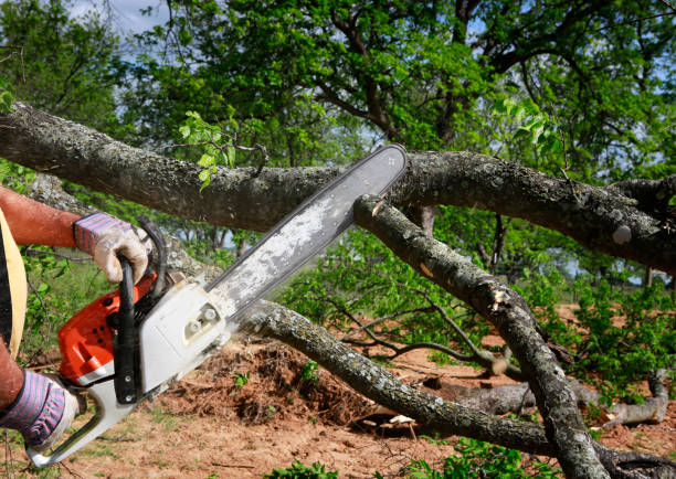 Best Tree Removal  in Dumfries, VA